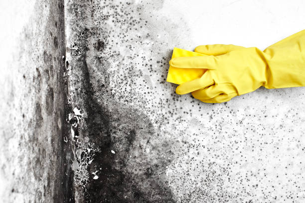 Best Basement Mold Remediation in Nooksack, WA