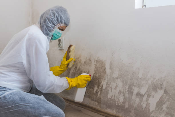 Best HVAC Mold Remediation in Nooksack, WA