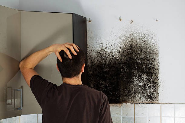 Best Black Mold Remediation in Nooksack, WA